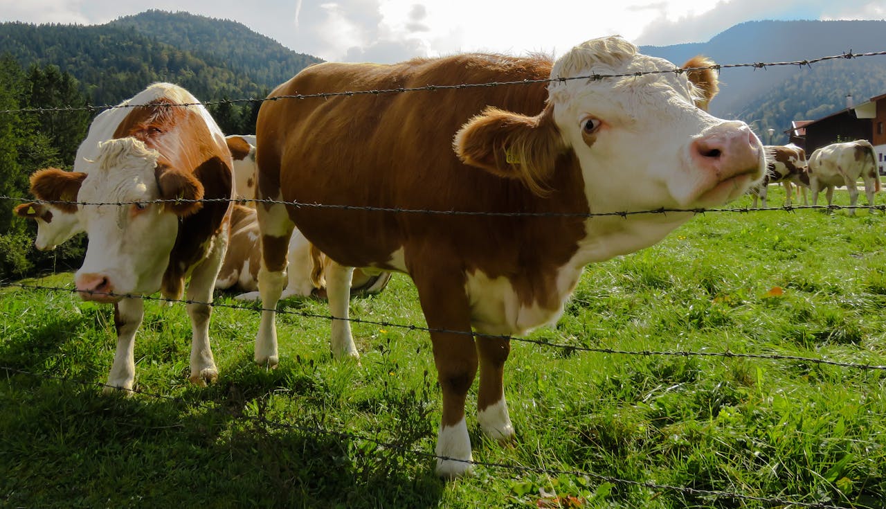 Brown and white cows grazing in a lush mountain pasture behind a barbed wire fence.